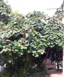 דירה 263 מ"ר - יוריבסקאיה, Batumi, גאורגיה