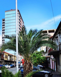 דירה 80 מ"ר - איליה צ'בצ'וואדזה, Batumi, גאורגיה